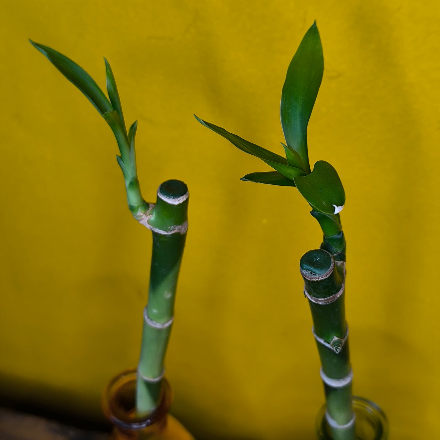 Lucky Bamboo in Rustic Glass Vase