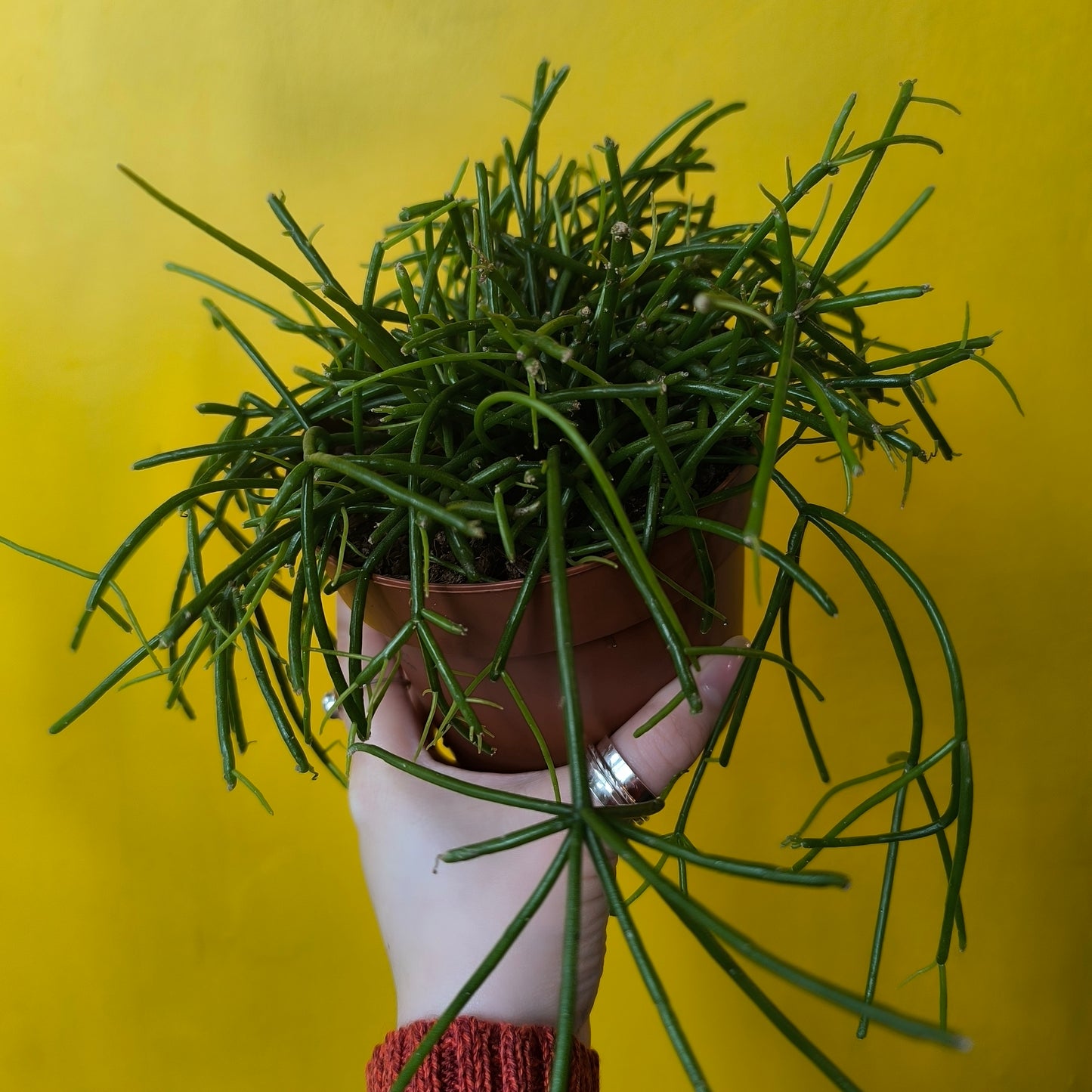 Mistletoe Cactus `Casshero` - Medium
