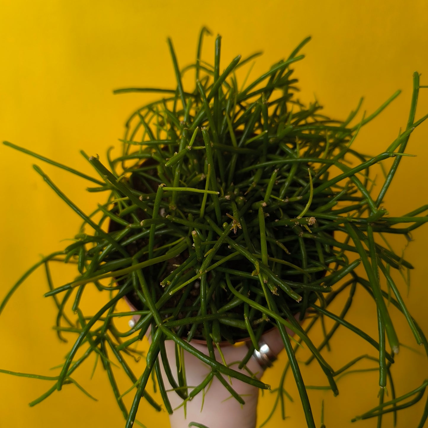 Mistletoe Cactus `Casshero` - Medium
