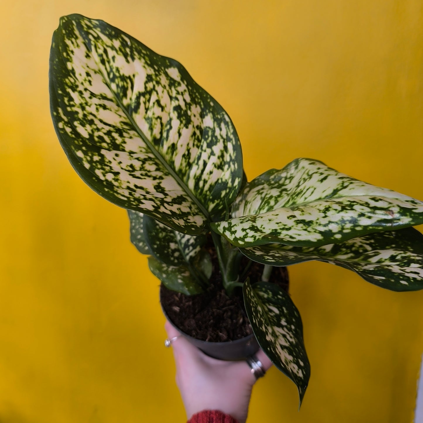Aglaonema Chinese Evergreen 'Ivory Jade' - Medium