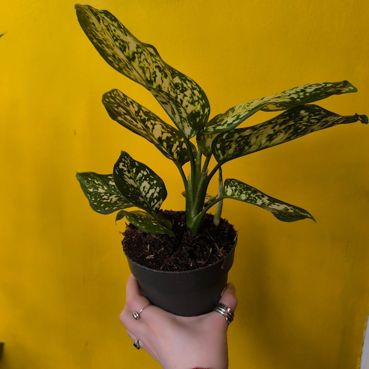 Aglaonema Chinese Evergreen 'Ivory Jade' - Medium