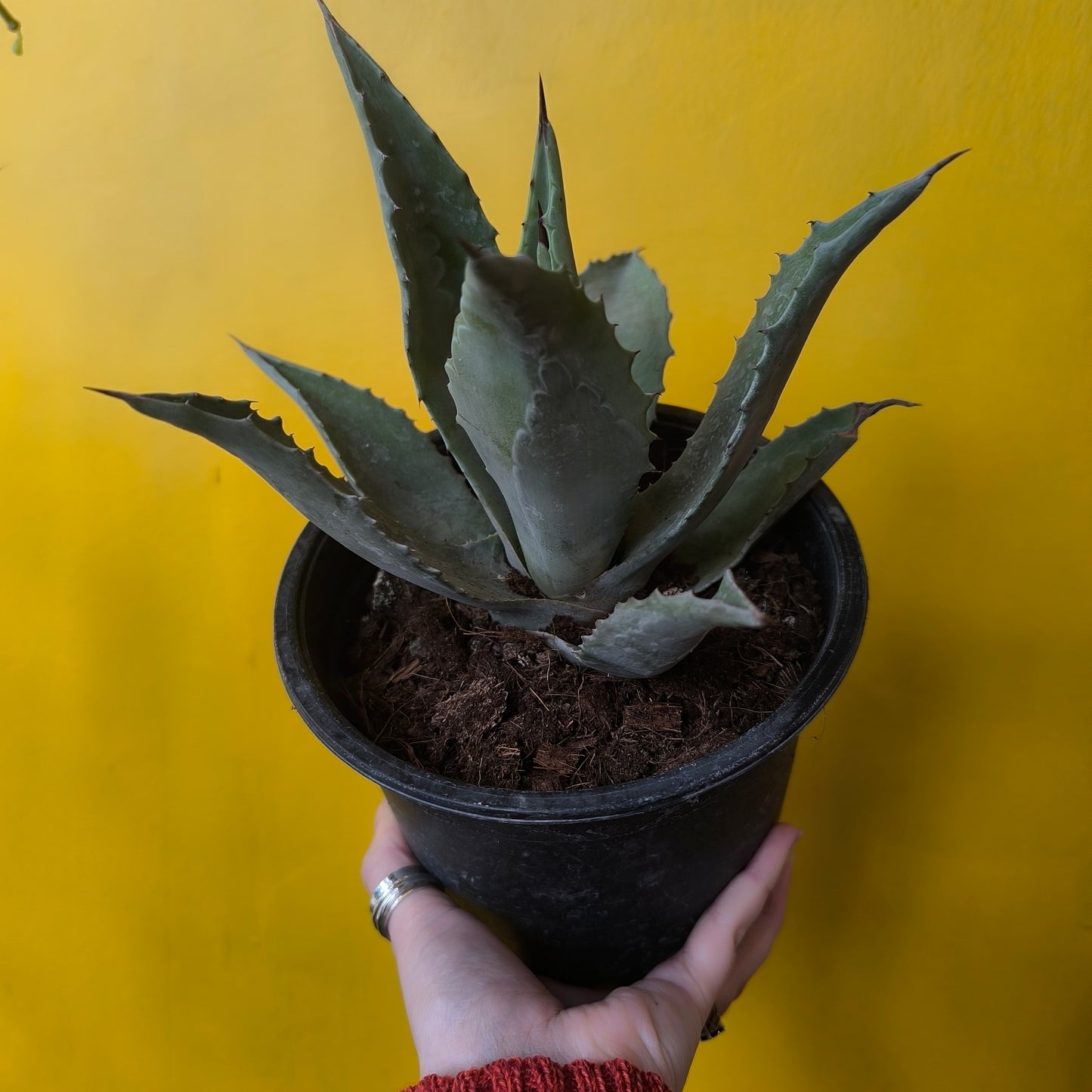 Agave salmiana - Medium