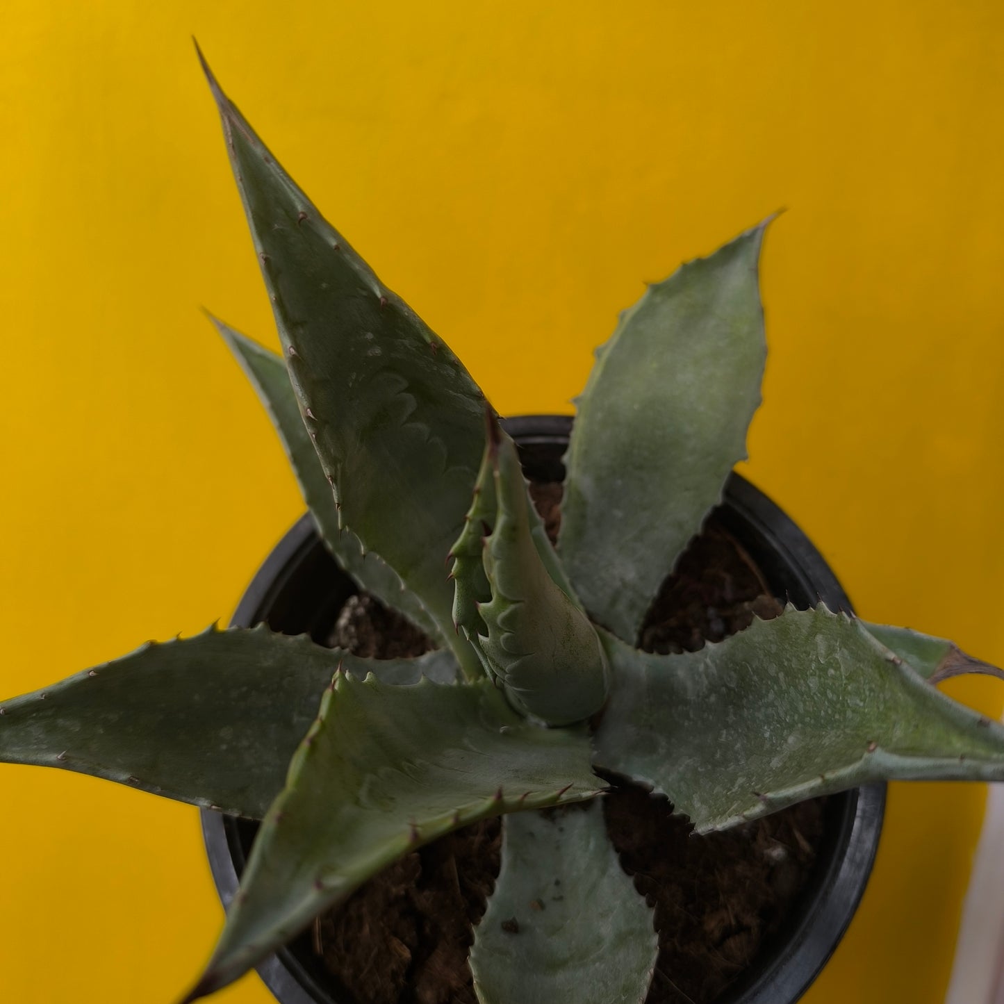 Agave salmiana - Medium
