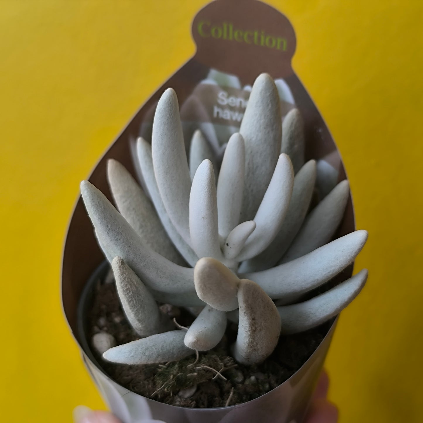 Cacti/Succulent Mix- Medium