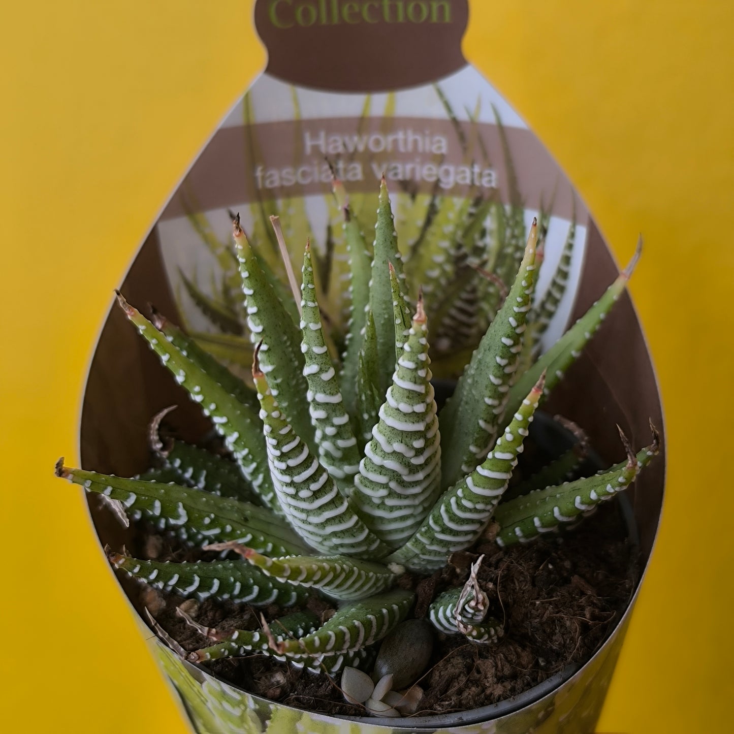 Cacti/Succulent Mix- Medium