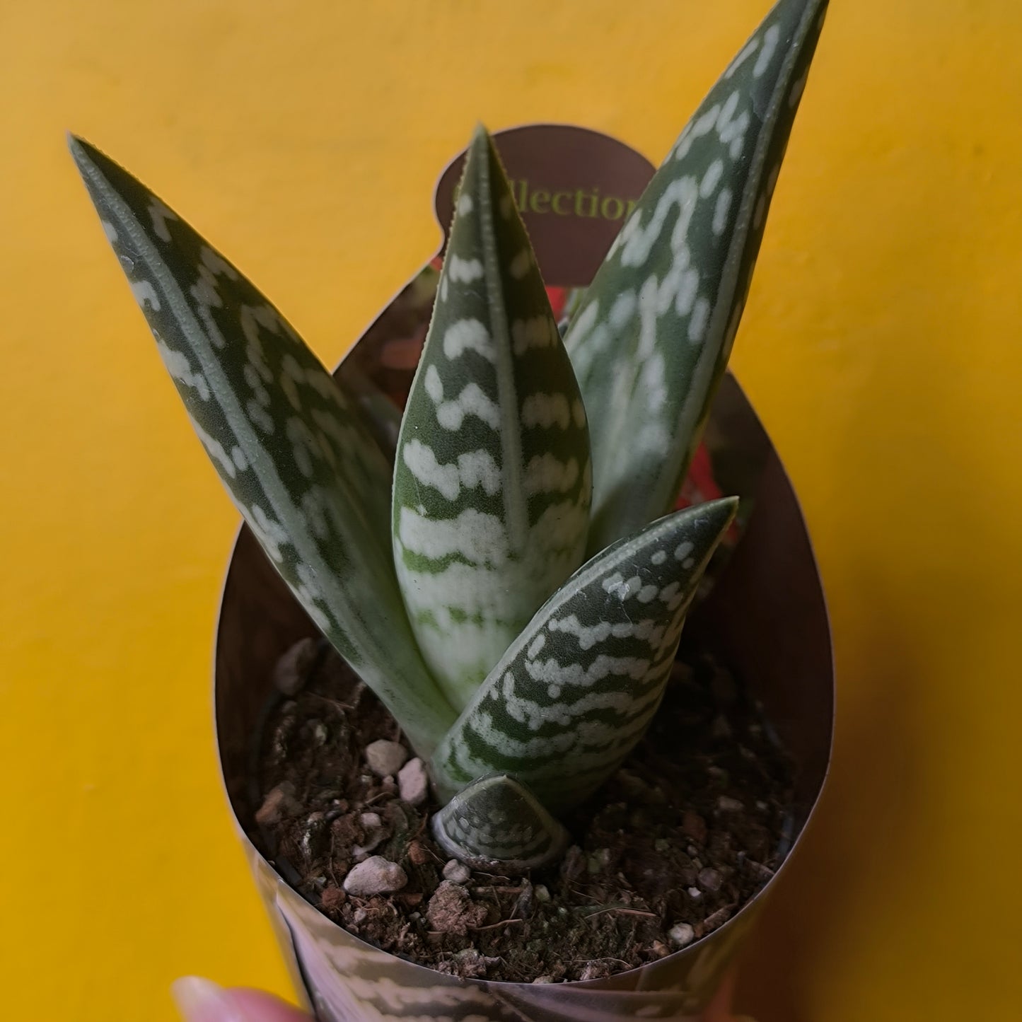 Cacti/Succulent Mix- Medium