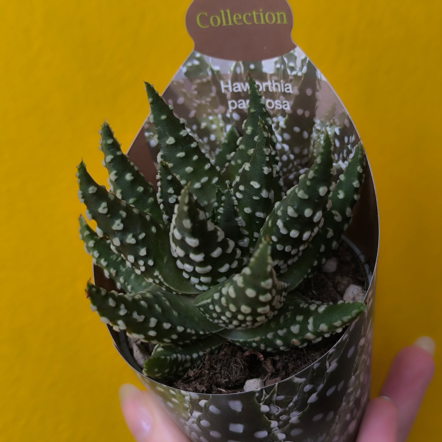 Cacti/Succulent Mix- Medium