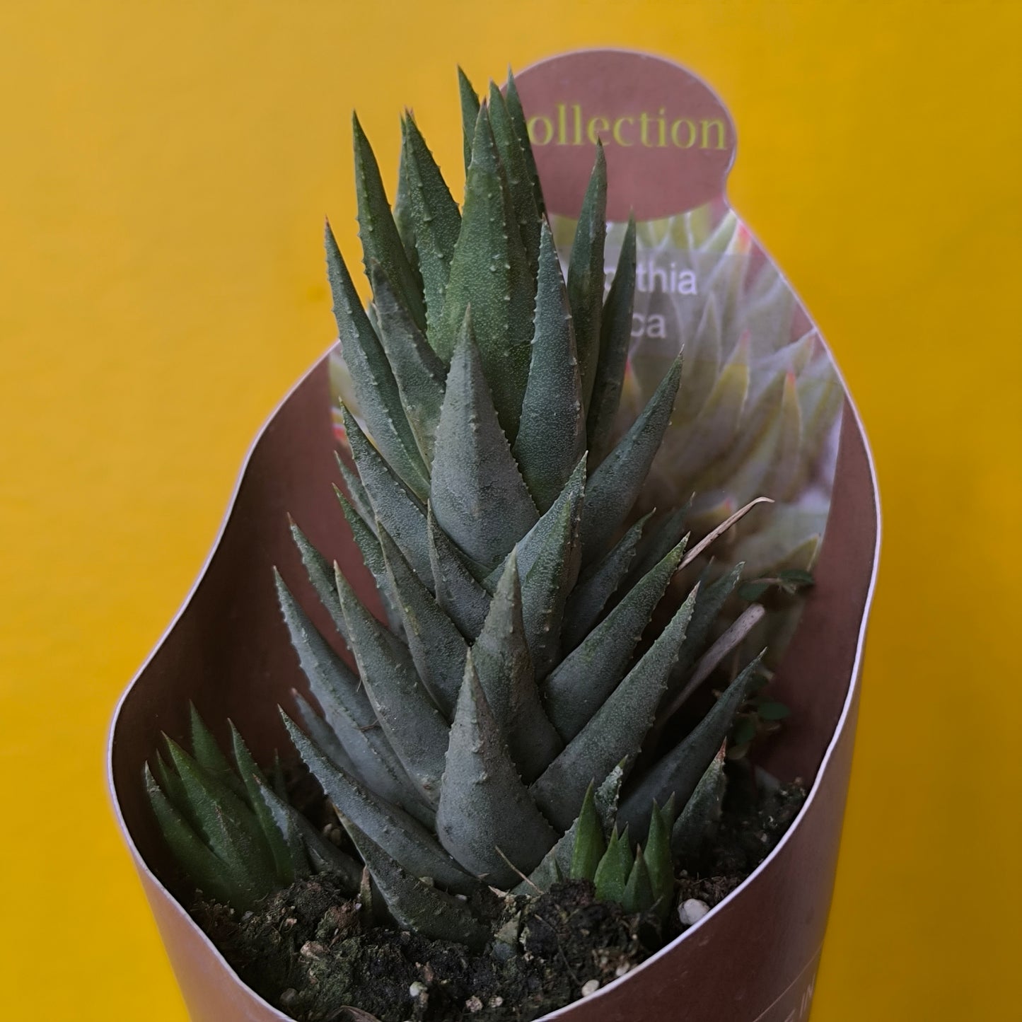 Cacti/Succulent Mix- Medium