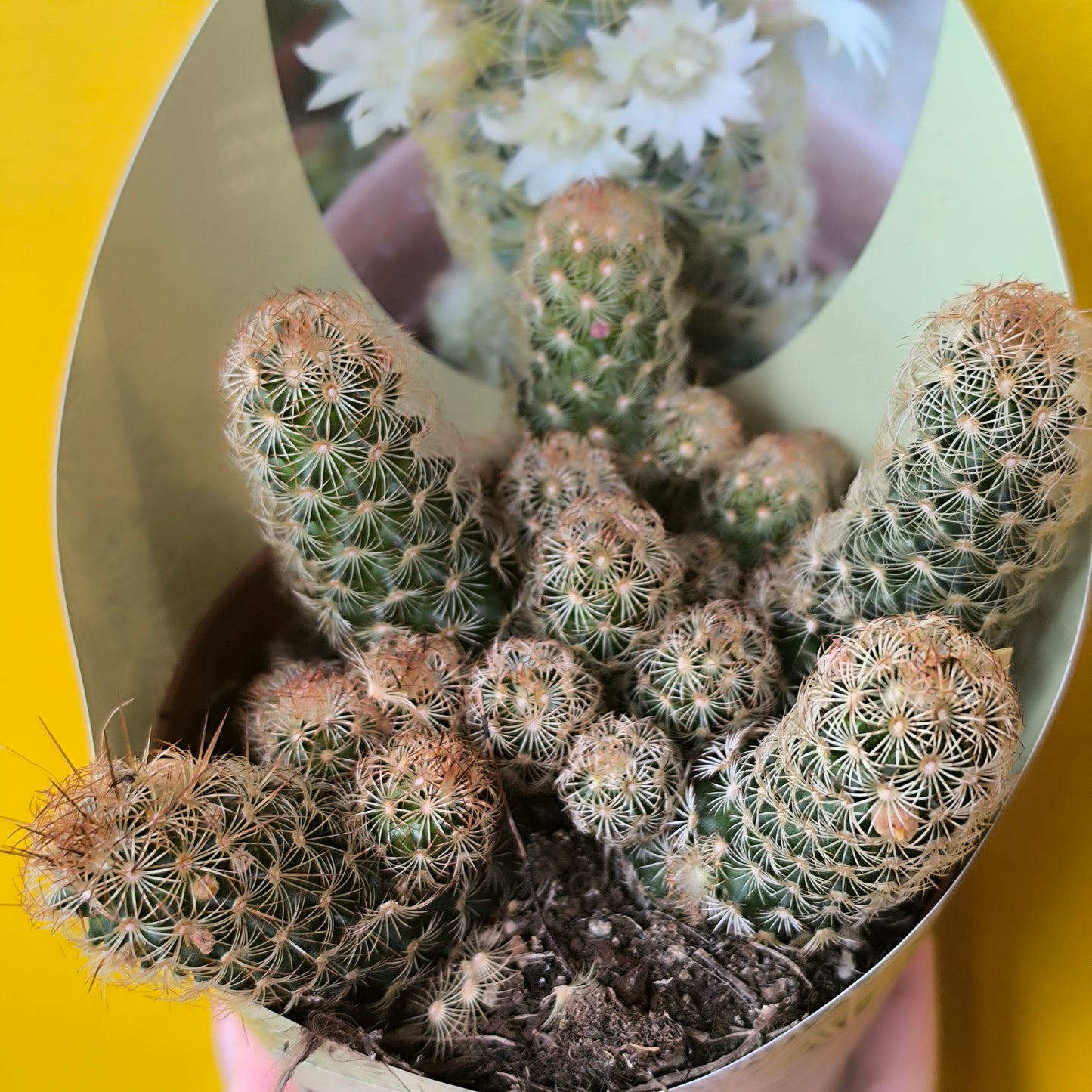 Cacti/Succulents Mix - Large