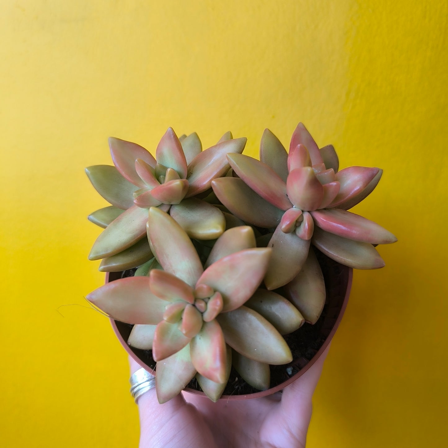 Cacti/Succulents Mix - Large