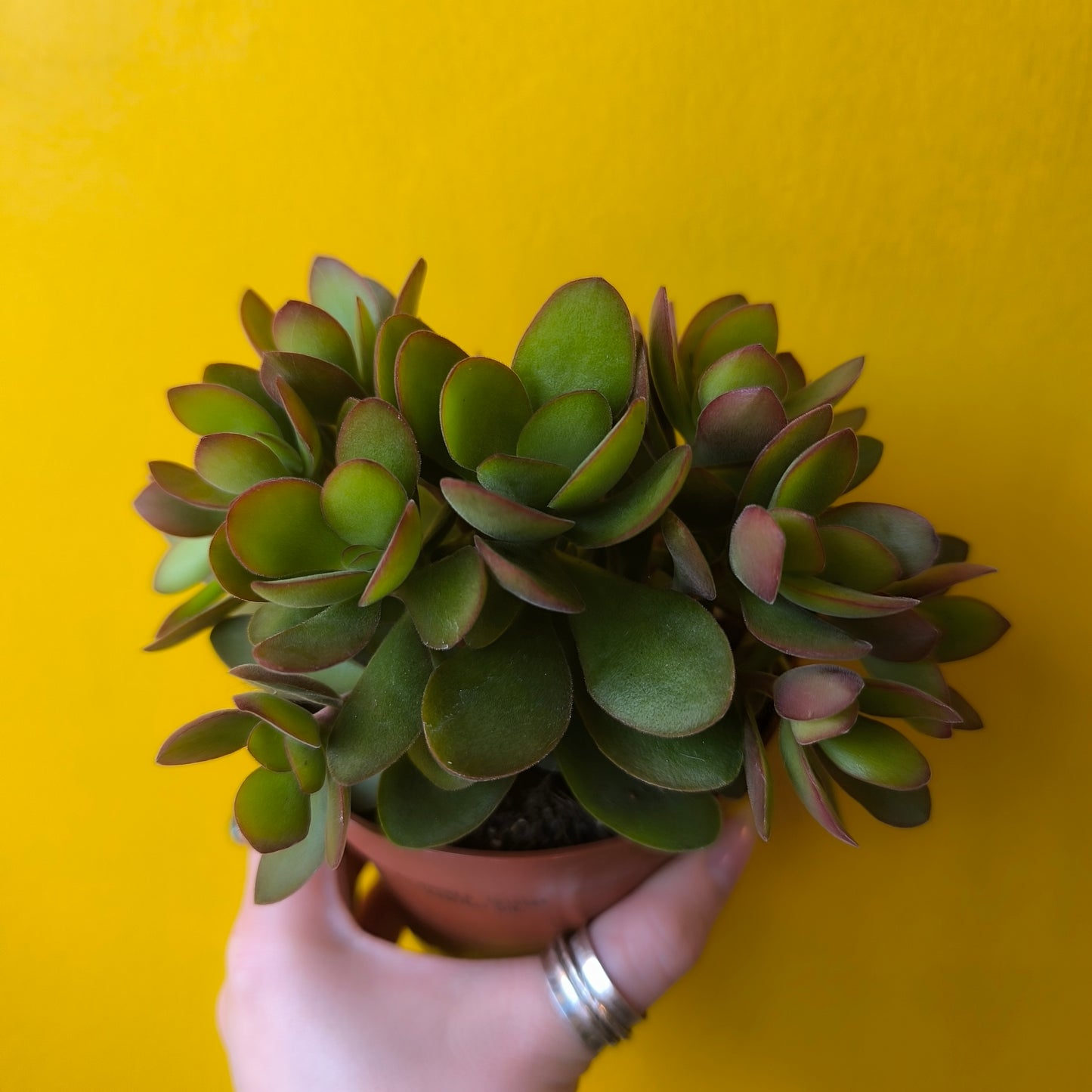 Cacti/Succulents Mix - Large