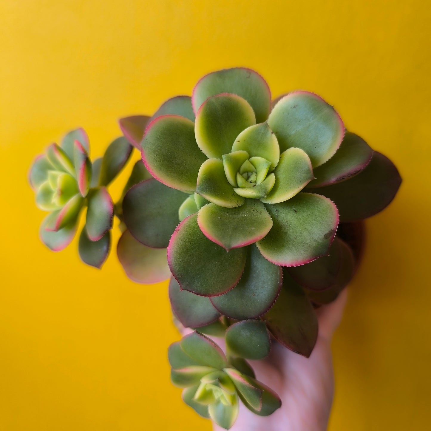 Cacti/Succulents Mix - Large