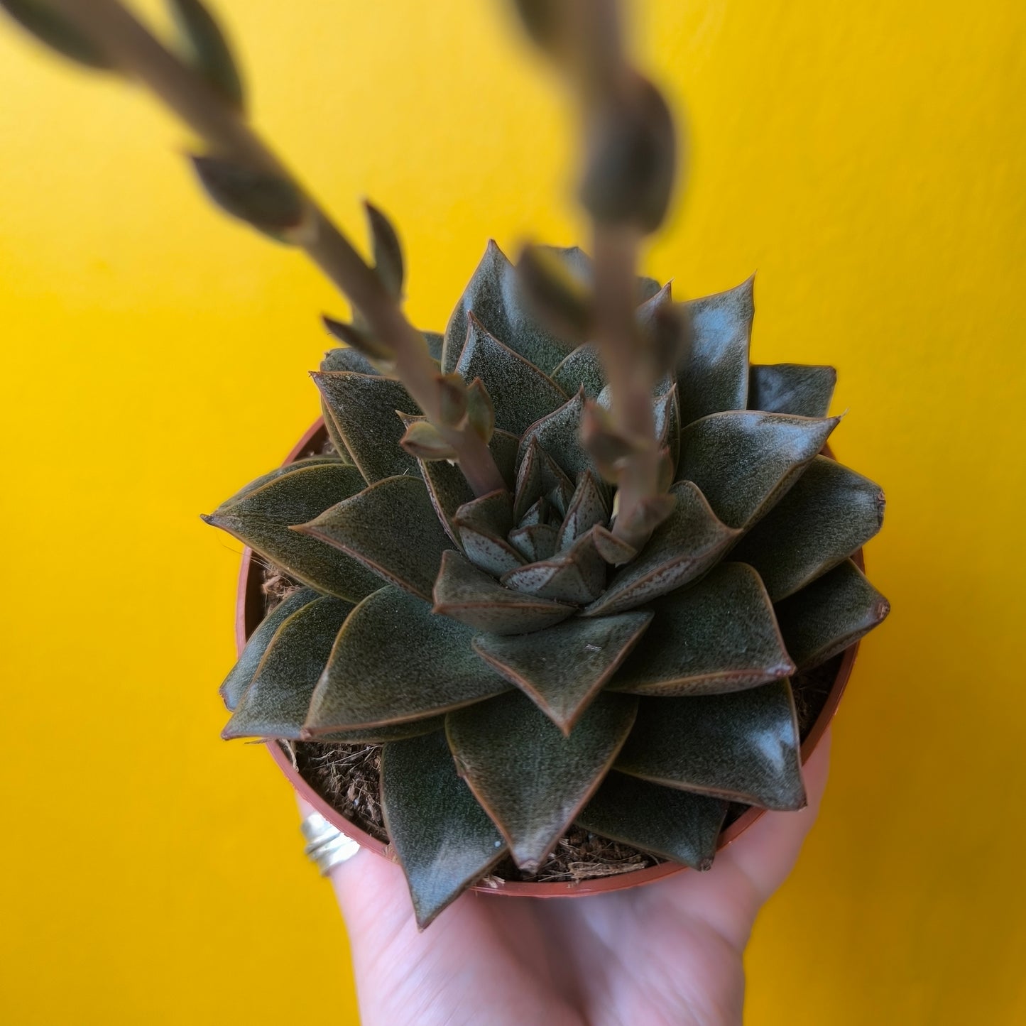 Cacti/Succulents Mix - Large