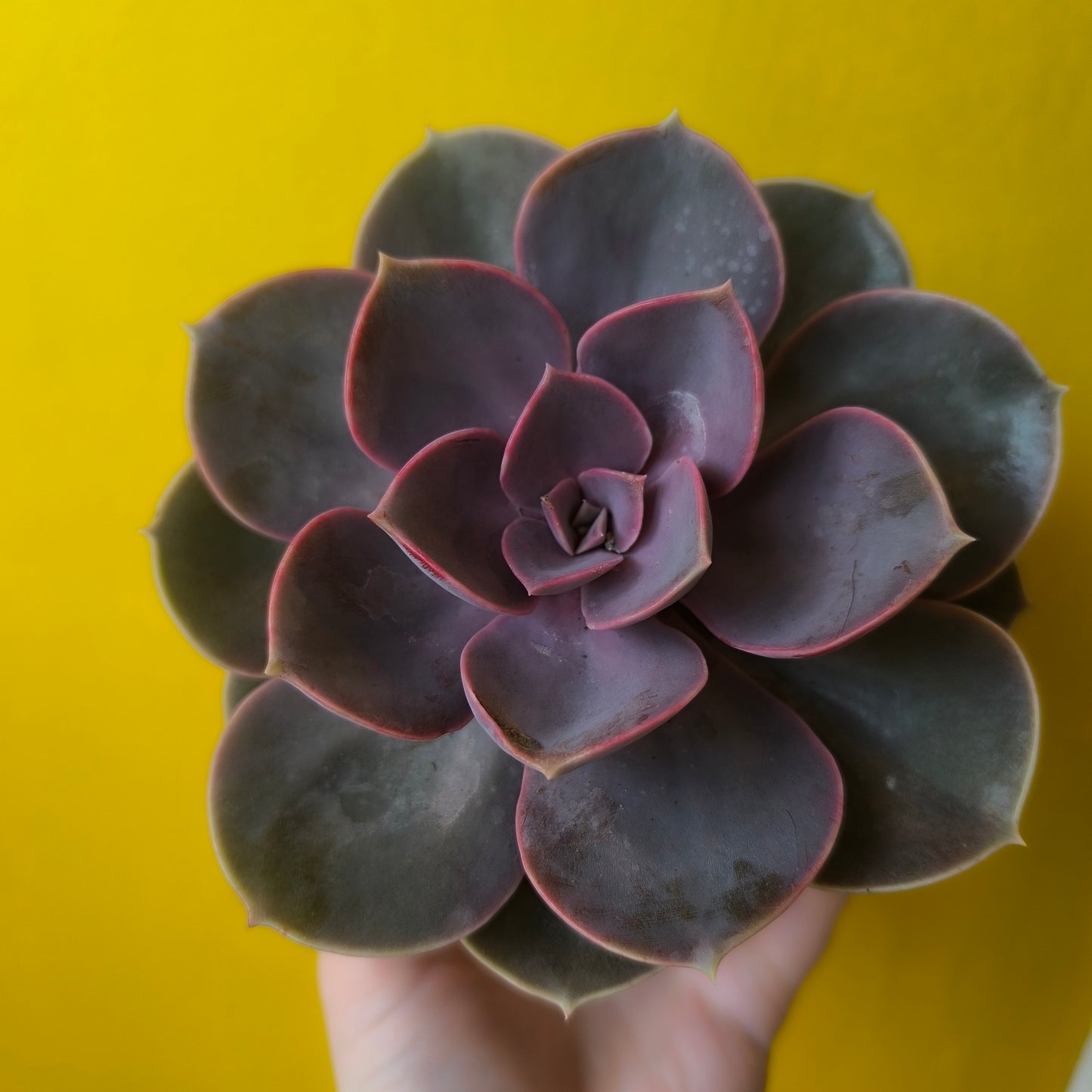 Cacti/Succulents Mix - Large