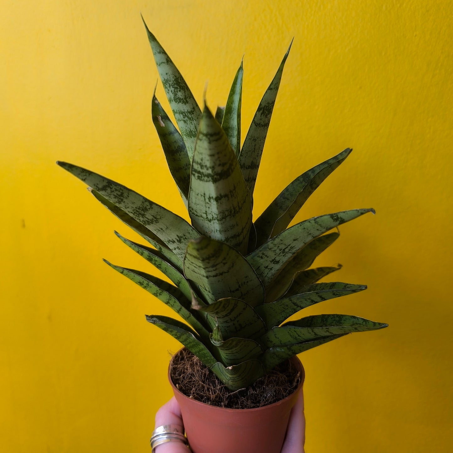 Snake Plant `cylindrica` mix (3) - Small