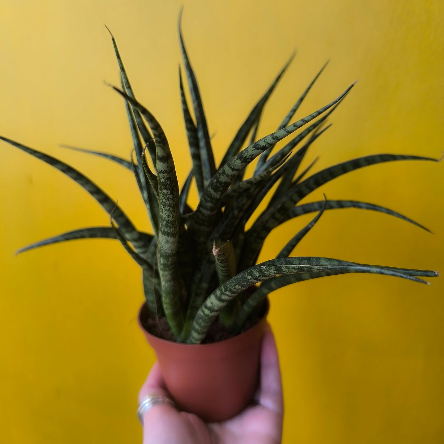 Snake Plant `cylindrica` mix (3) - Small