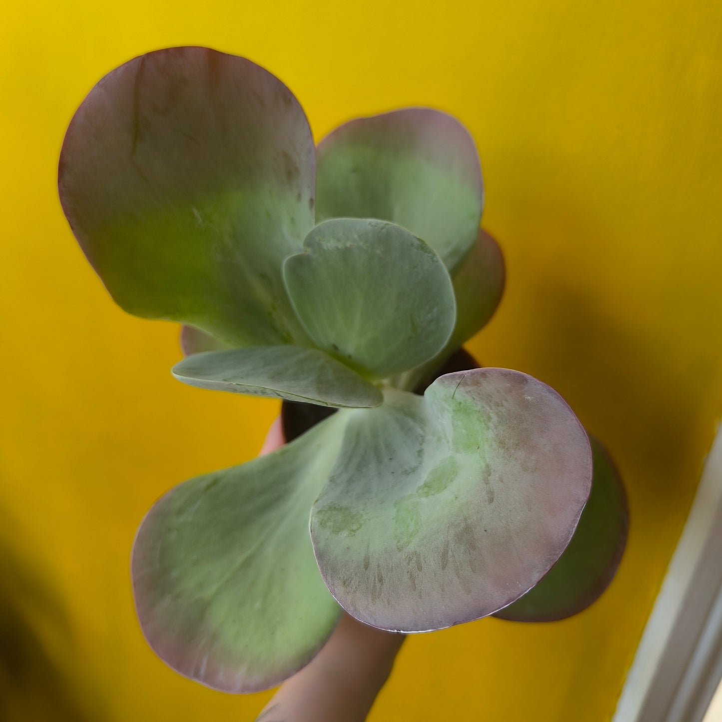 Kalanchoe Paddle Plant 'Red Lips' - medium