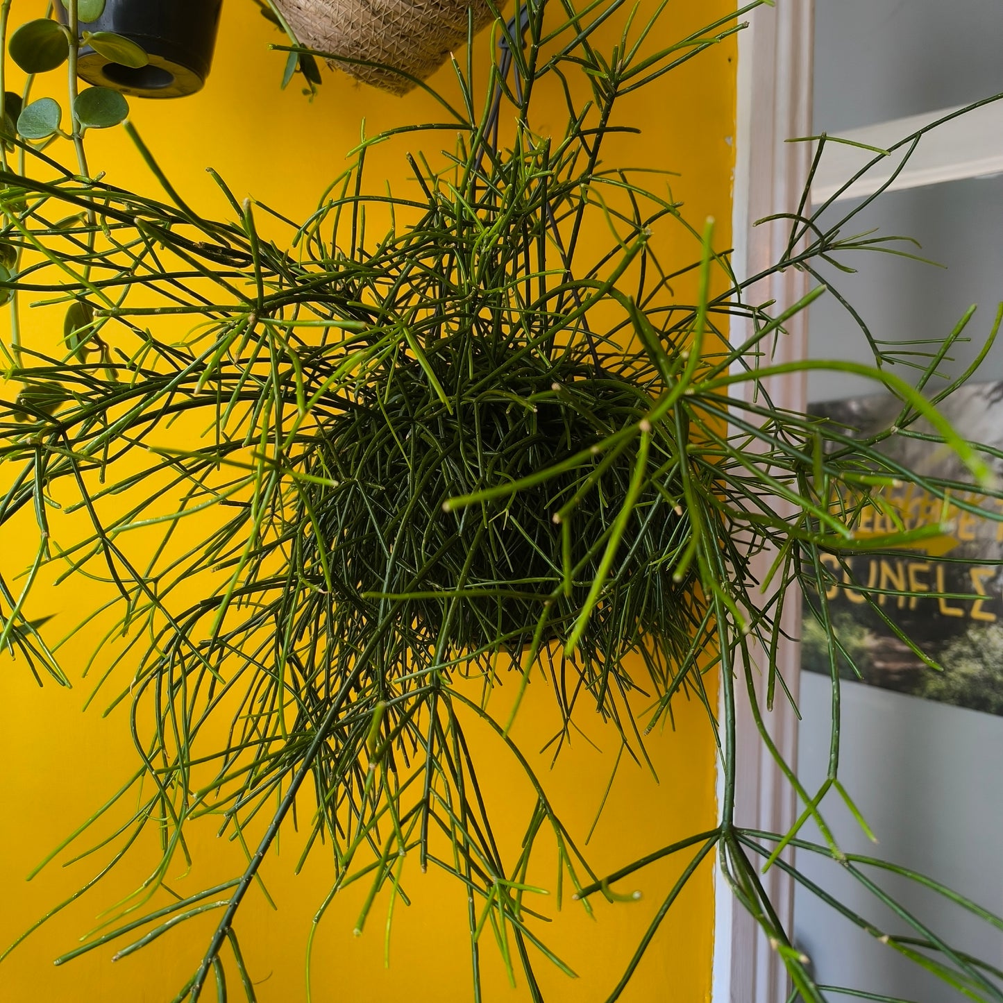 Mistletoe Cactus `Oasis` - Medium