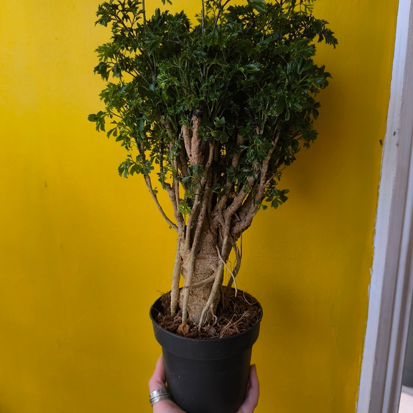 Aralia Tree - Medium