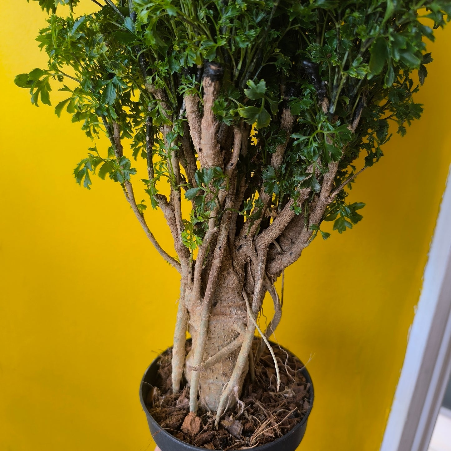 Aralia Tree - Medium