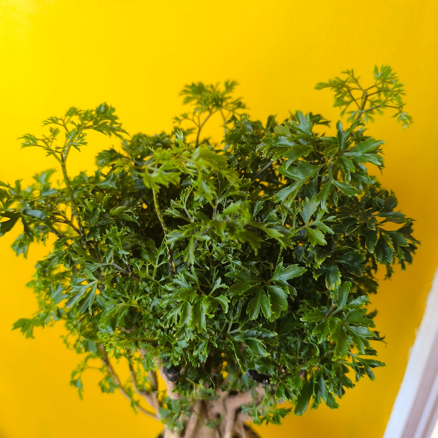 Aralia Tree - Medium