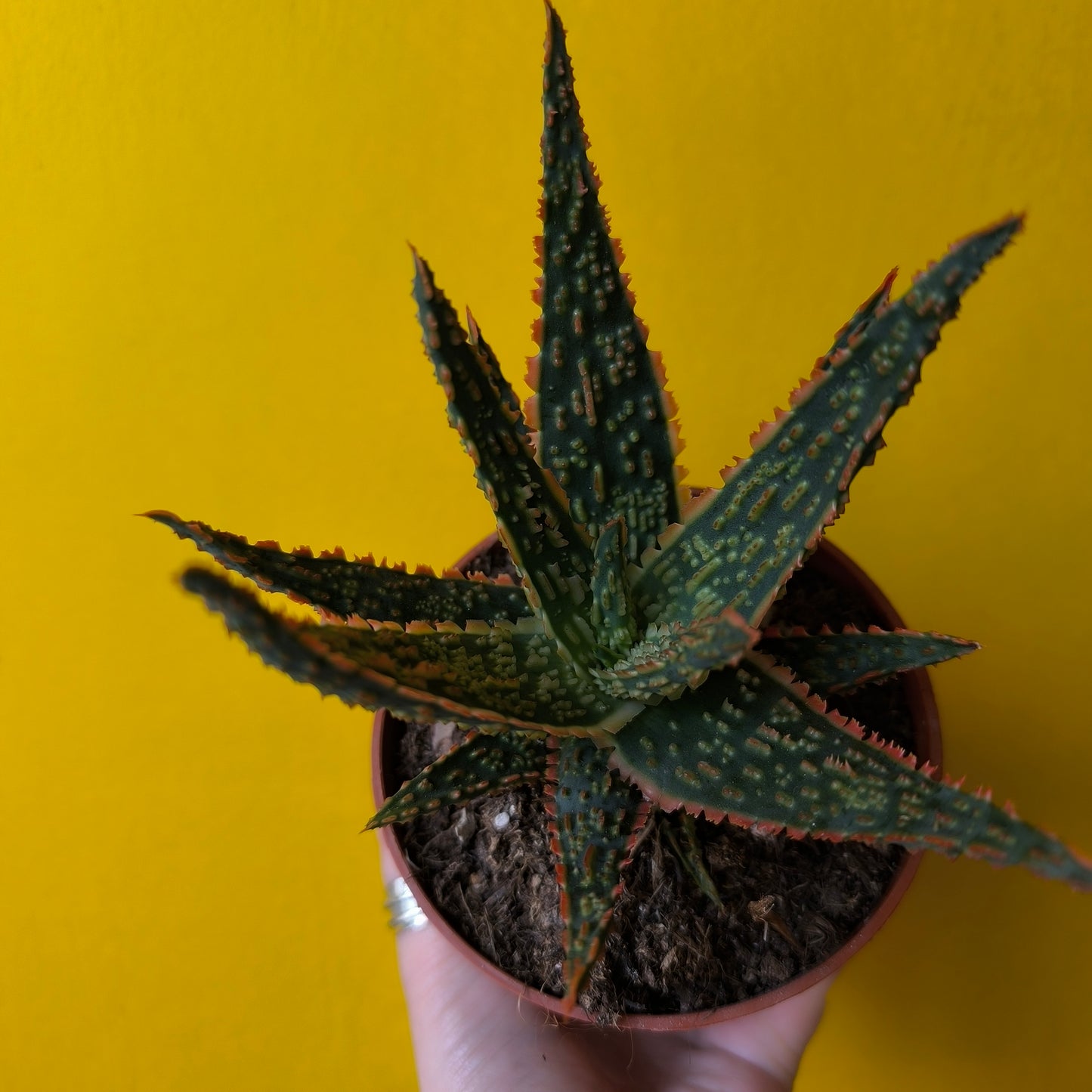 Aloe 'Dannyz' - Small