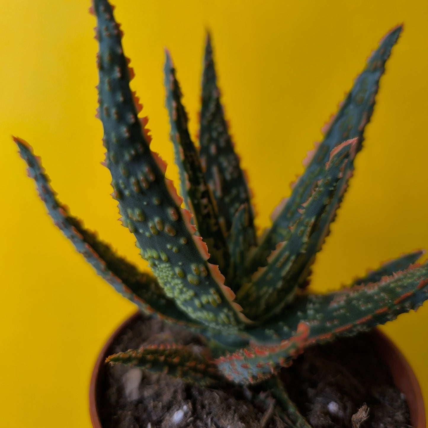 Aloe 'Dannyz' - Small