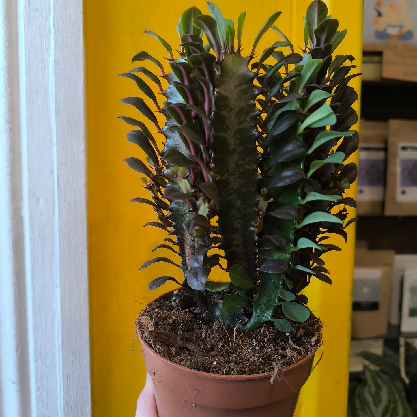 African Milktree - Green/Purple