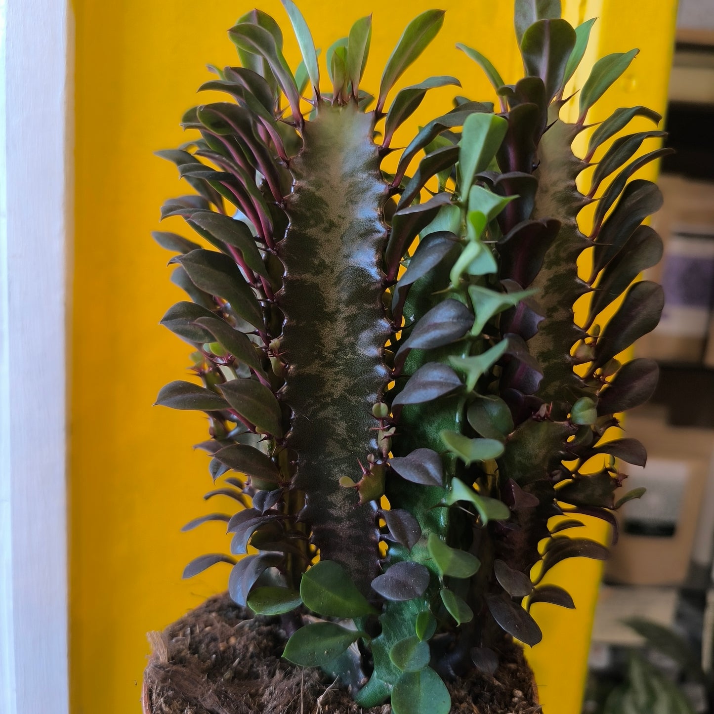African Milktree - Green/Purple