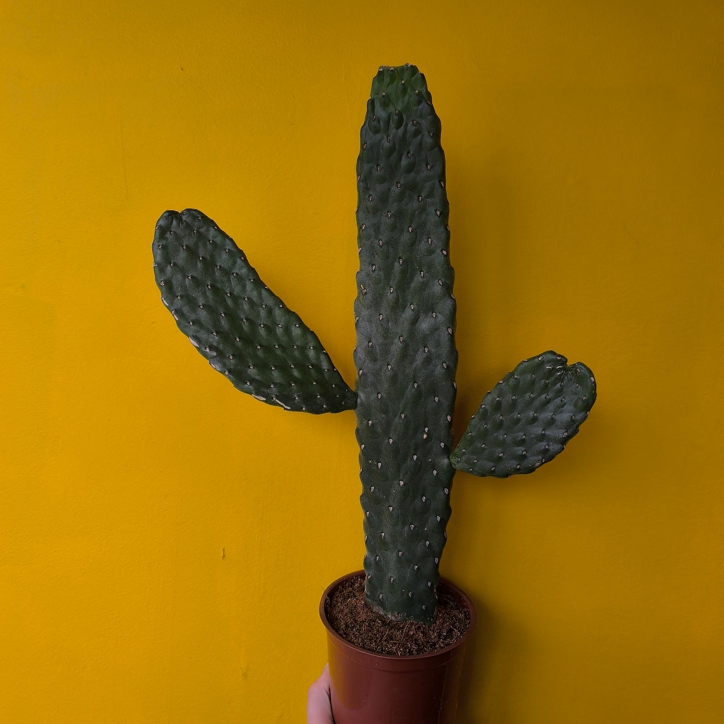 Roadkill Cactus - Medium
