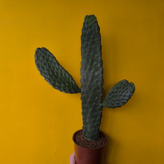 Cactus `Roadkill` - Medium