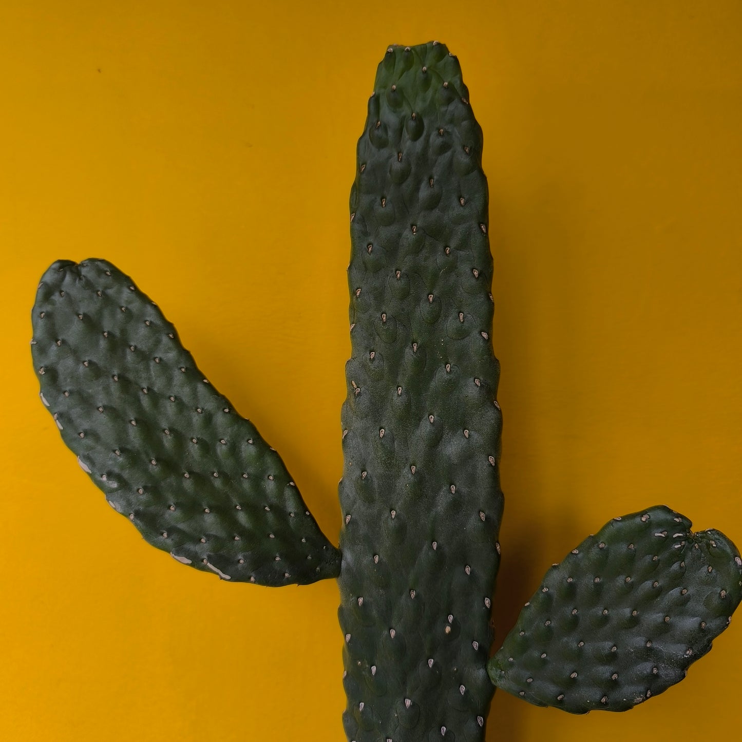 Roadkill Cactus - Medium