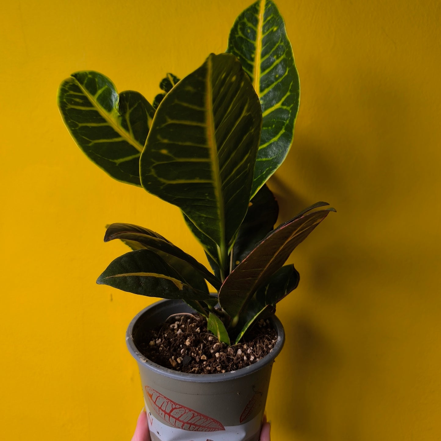 Croton 'Petra' - Medium