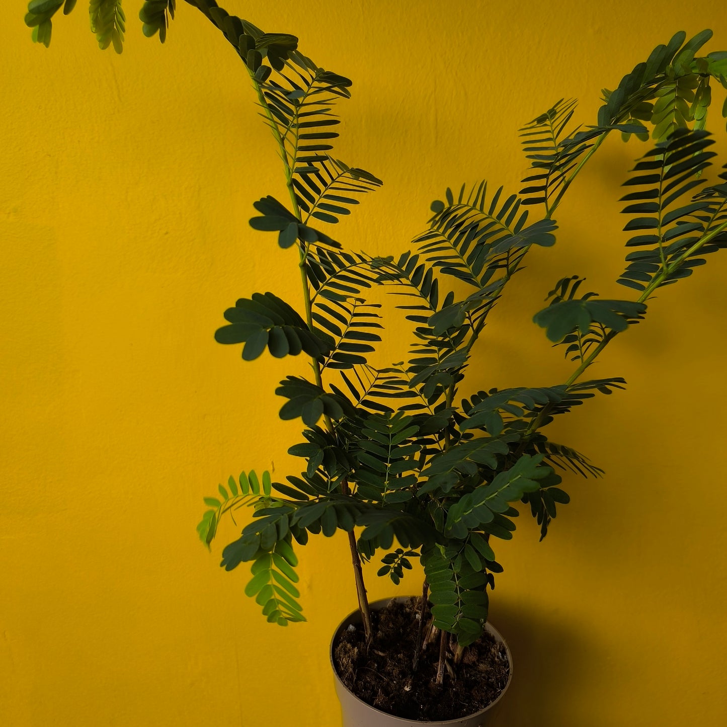 Tamarind Tree - Medium