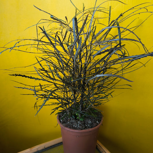 Threadleaf Aralia - Large