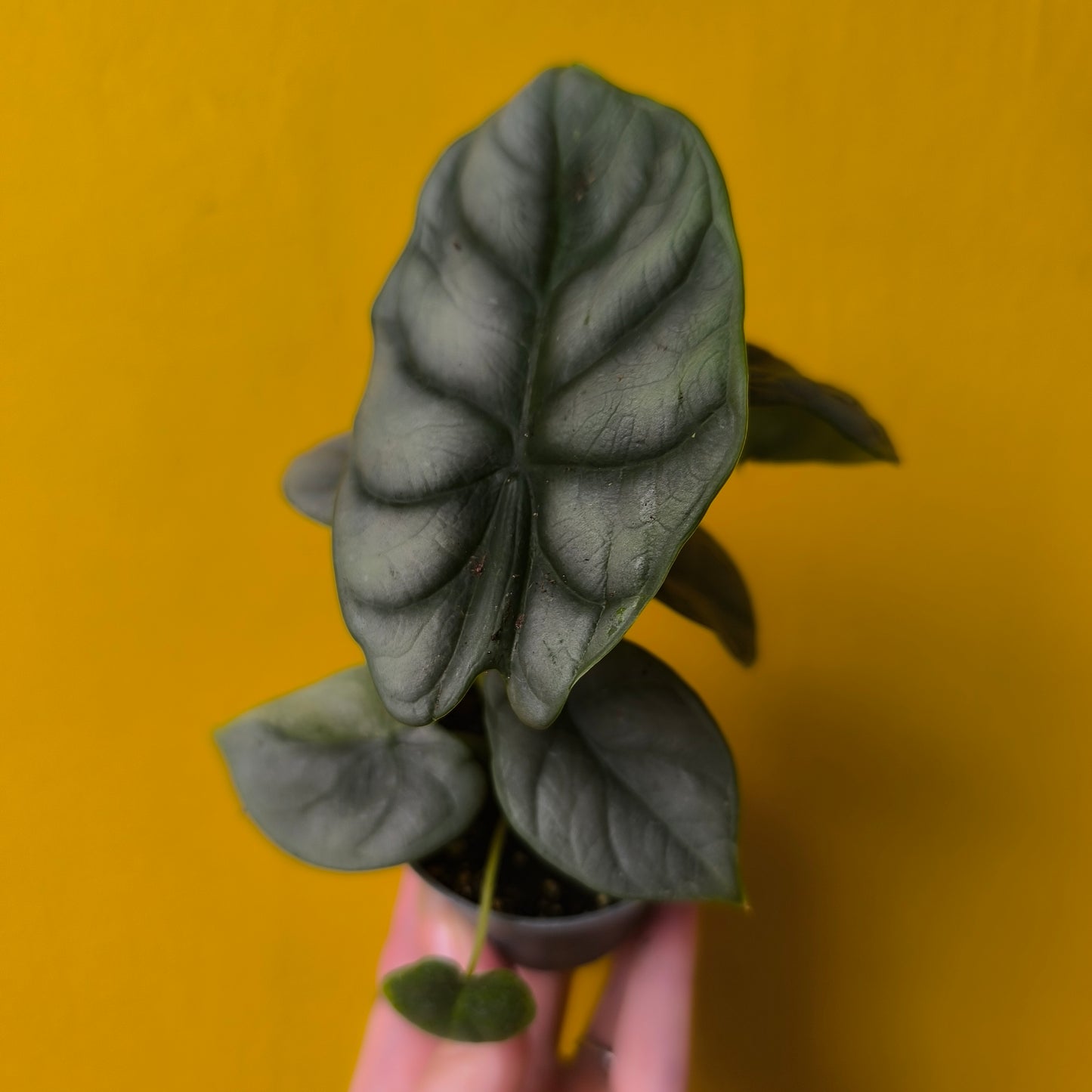 Alocasia Babies Mix - Mini