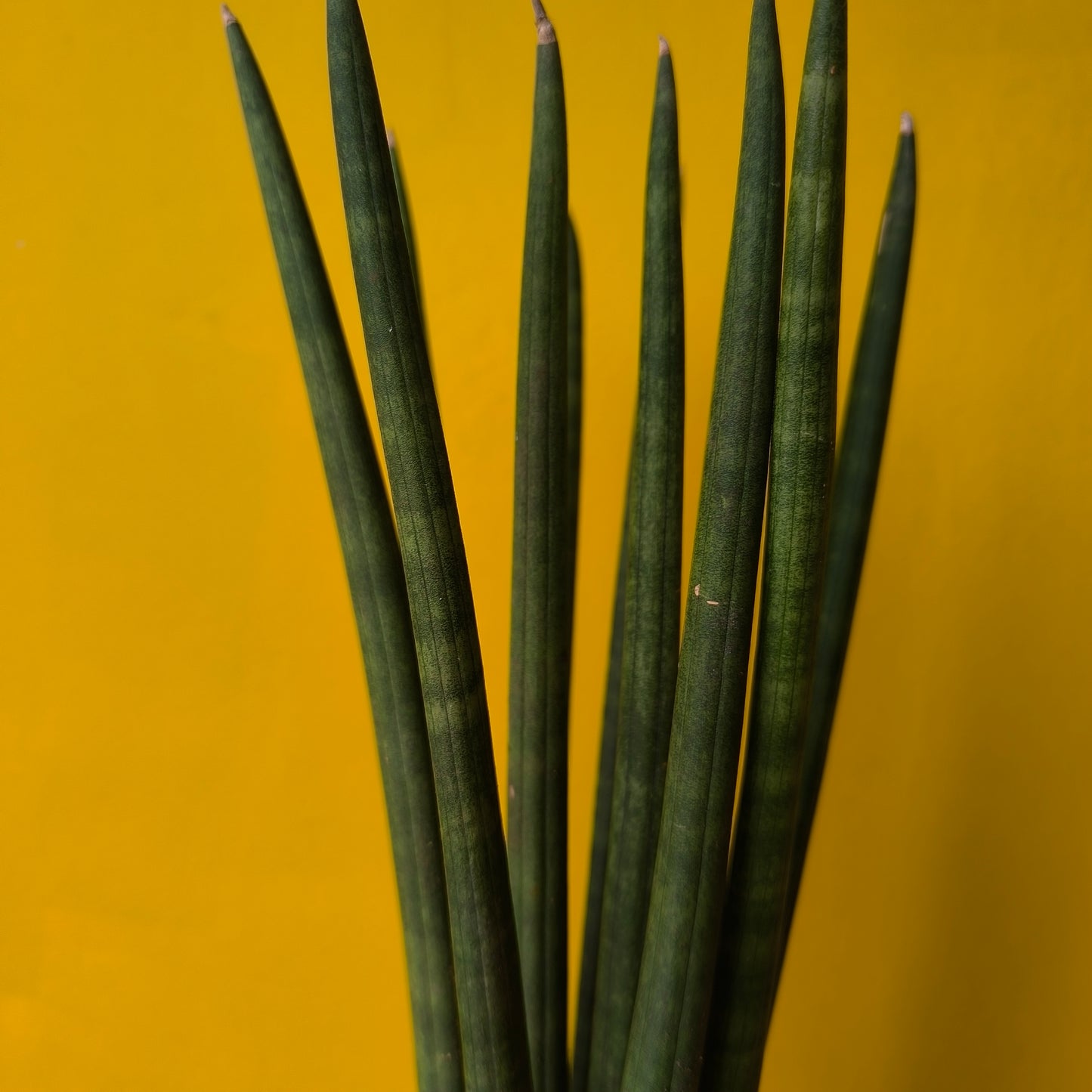 Snake Plant `Cylindrica` - Medium