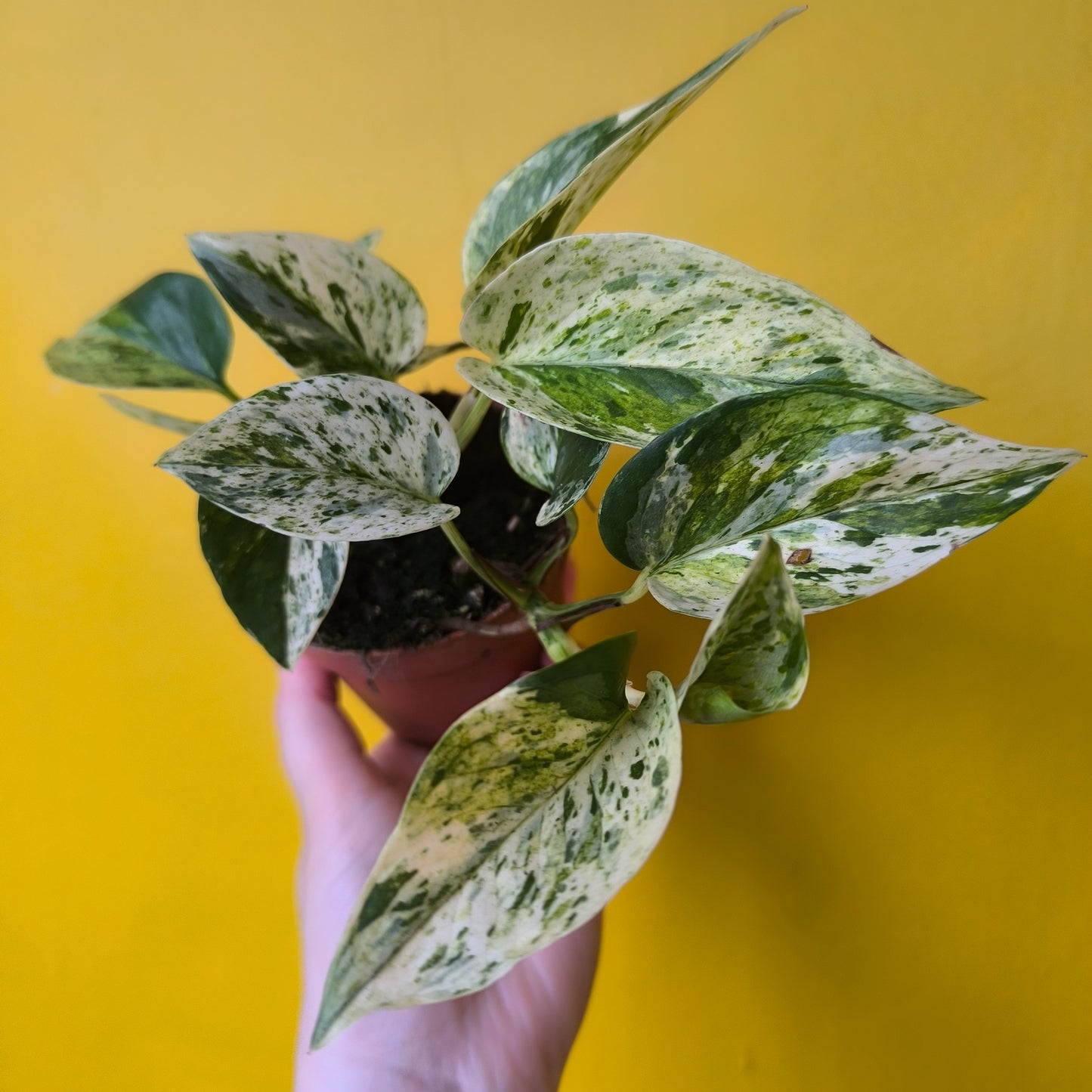 Pothos Marble Queen - Medium