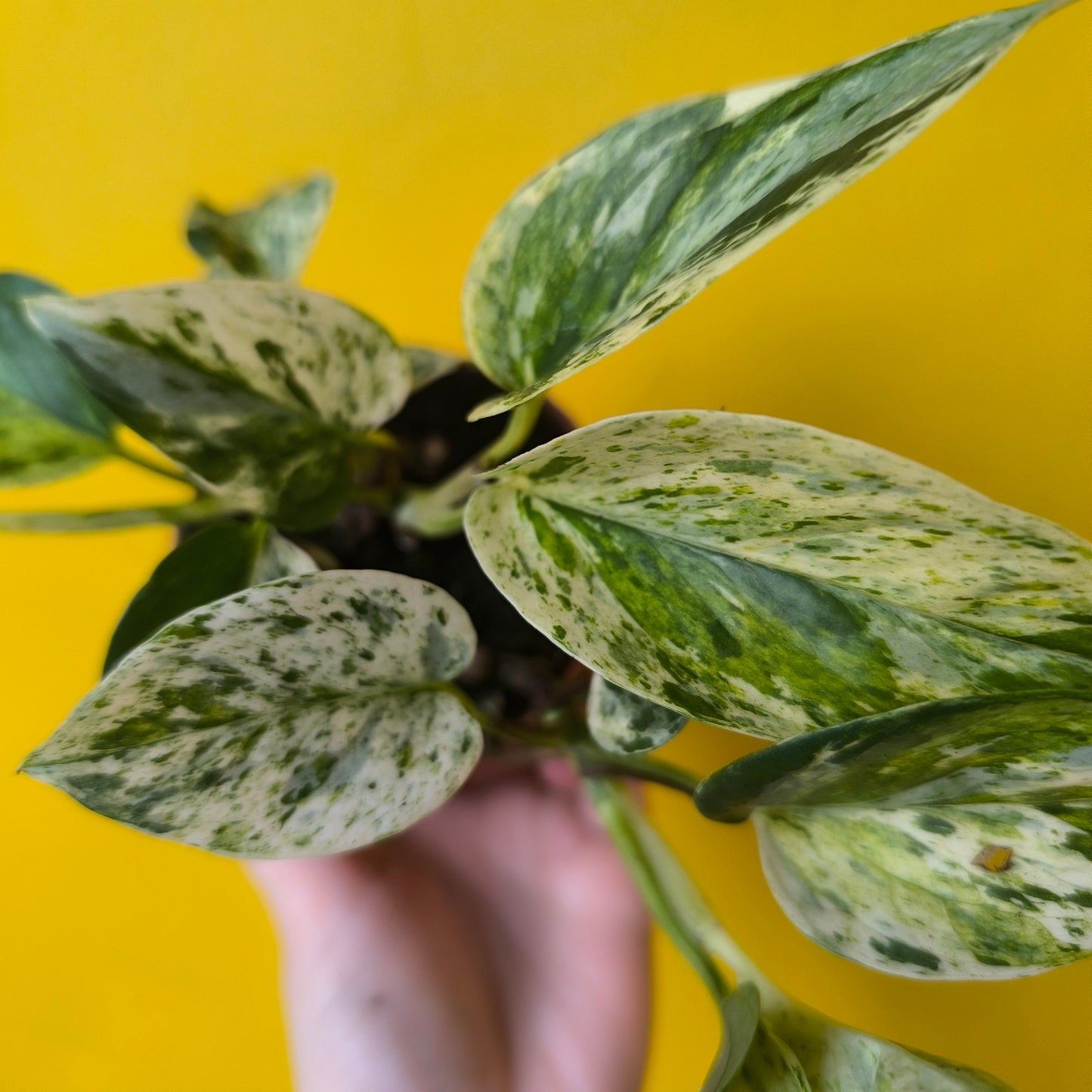 Pothos Marble Queen - Medium