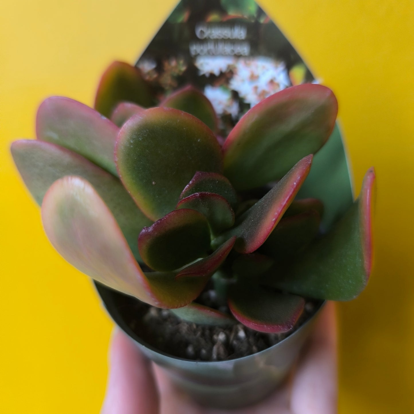 Crassula Money Plant `Sunset` - Small