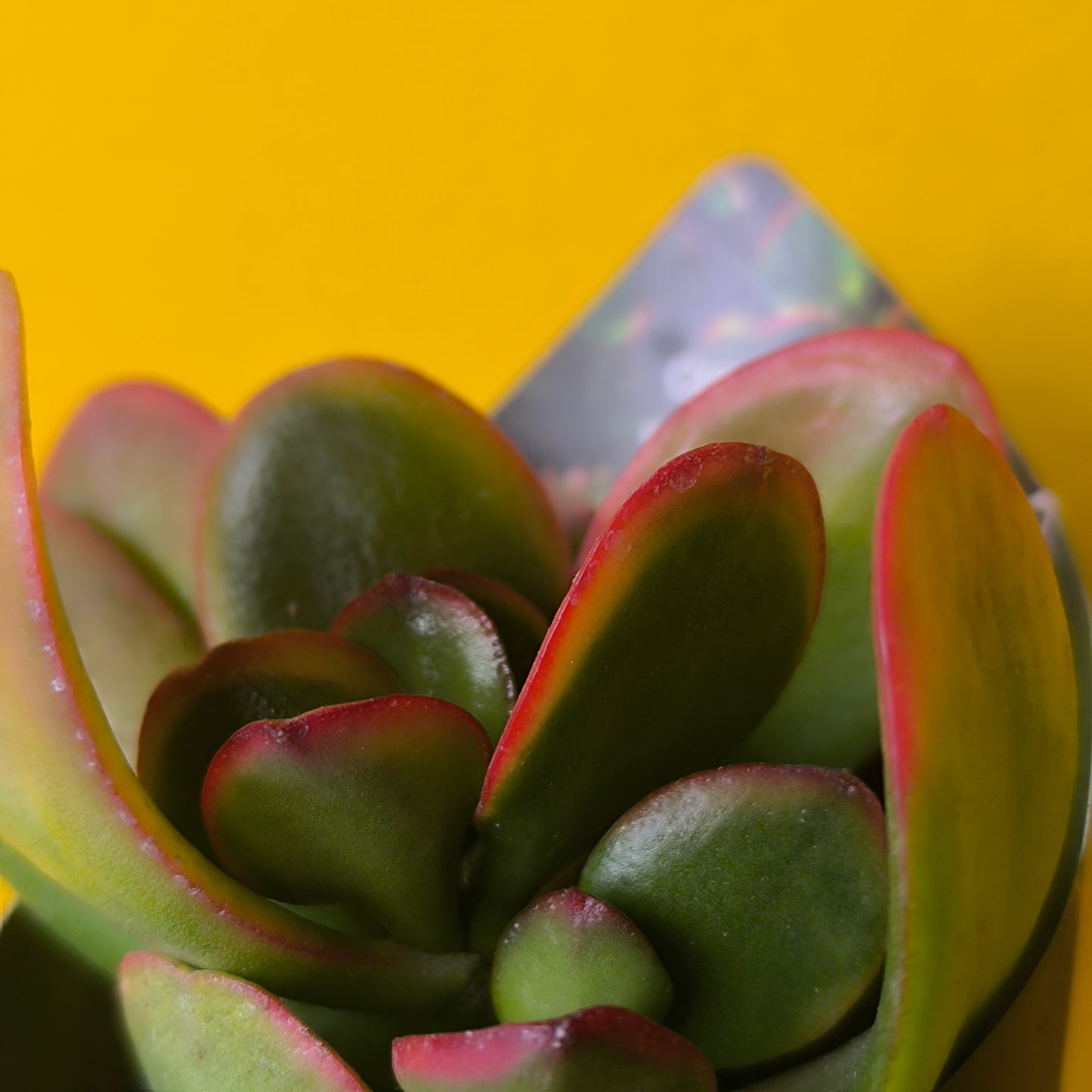 Crassula Money Plant `Sunset` - Small