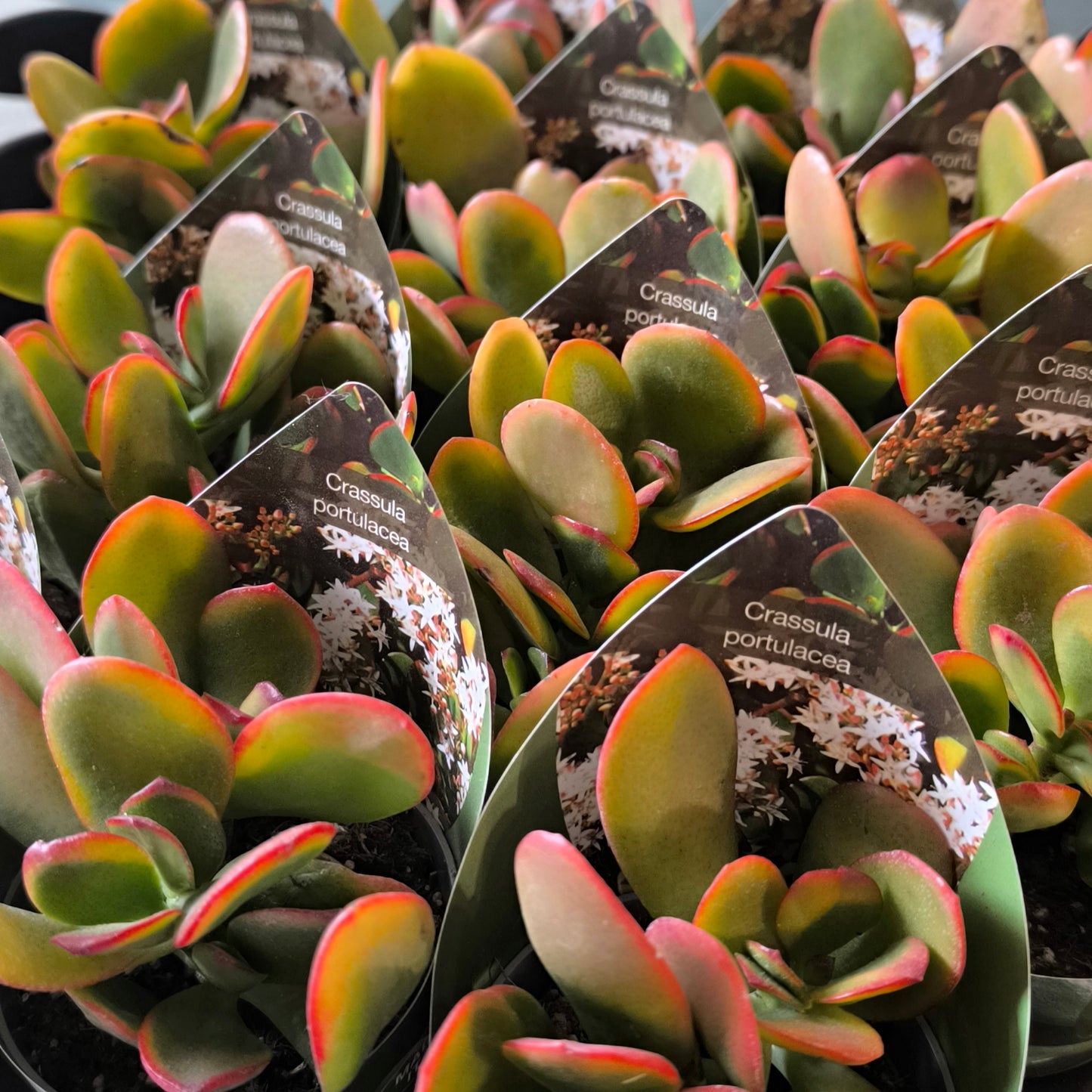 Crassula Money Plant `Sunset` - Small