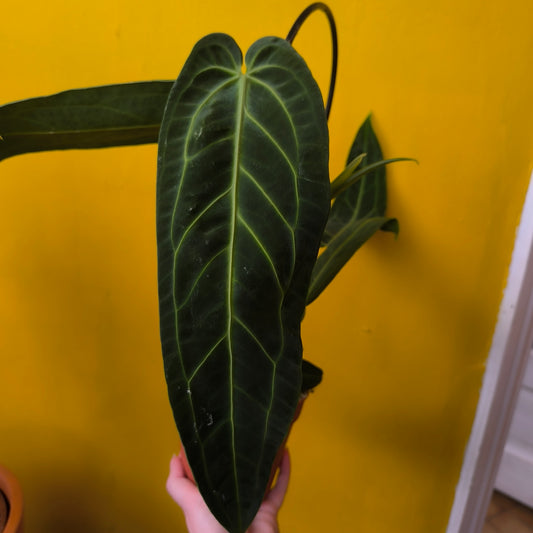 Anthurium waroqueanum `Queen`- Medium