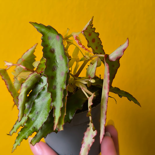 Begonia Rex `Amphioxis` - Mini