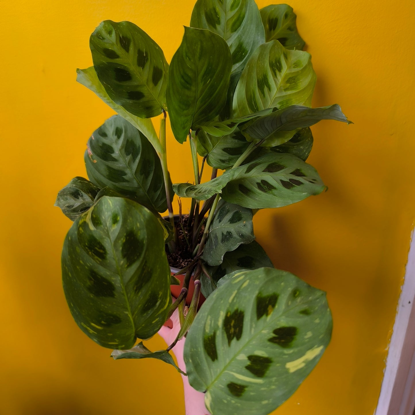 Prayer Plant Variegated - Mediun