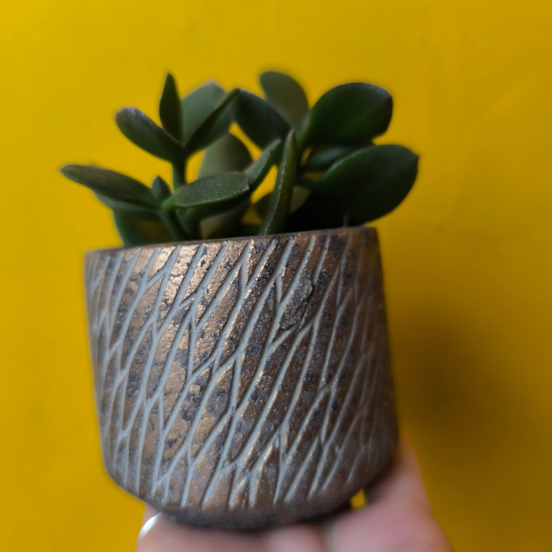 Pot - Camino (2 colours)