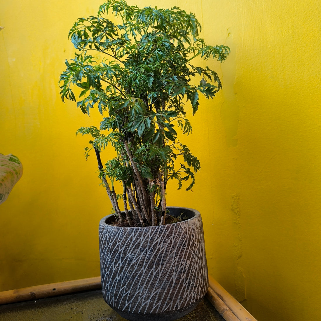 Pot - Camino (2 colours)