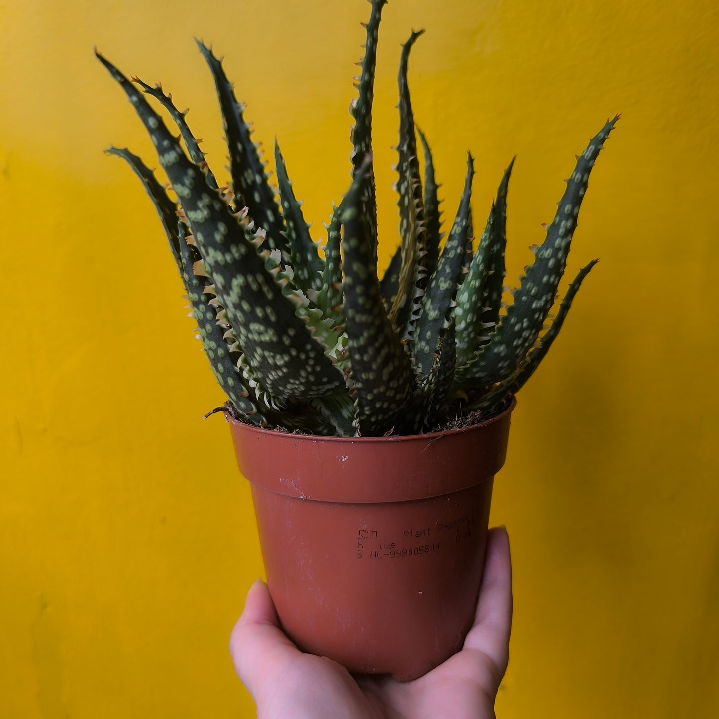 Aloe Unusual Hybrid - Medium