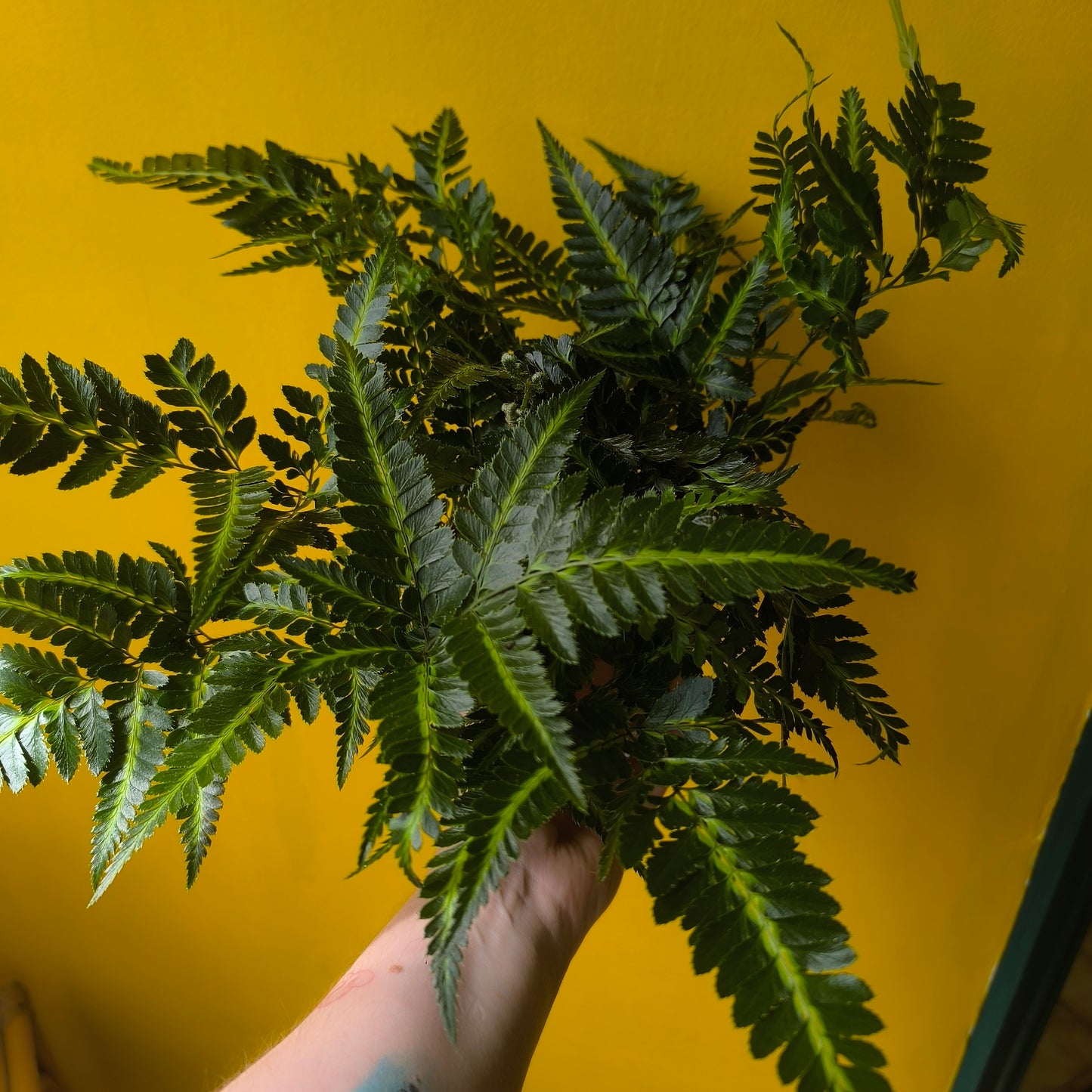 Fern 'Holly' Variegated - Medium