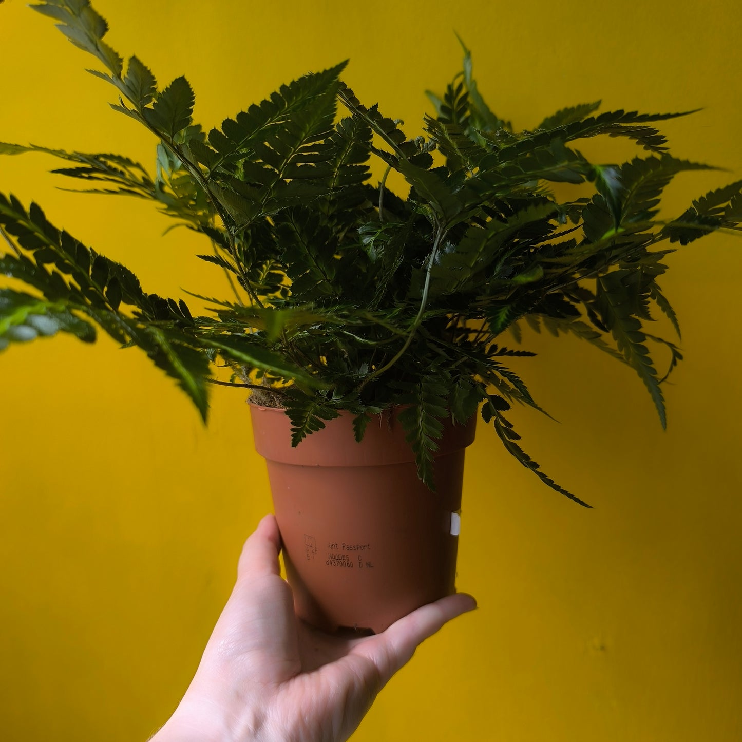 Fern 'Holly' Variegated - Medium